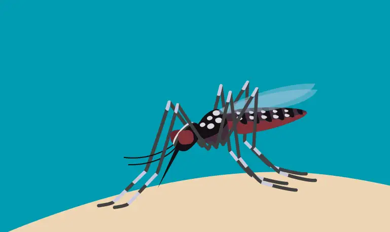 Dengue Fever: What it is and How to Prevent It
