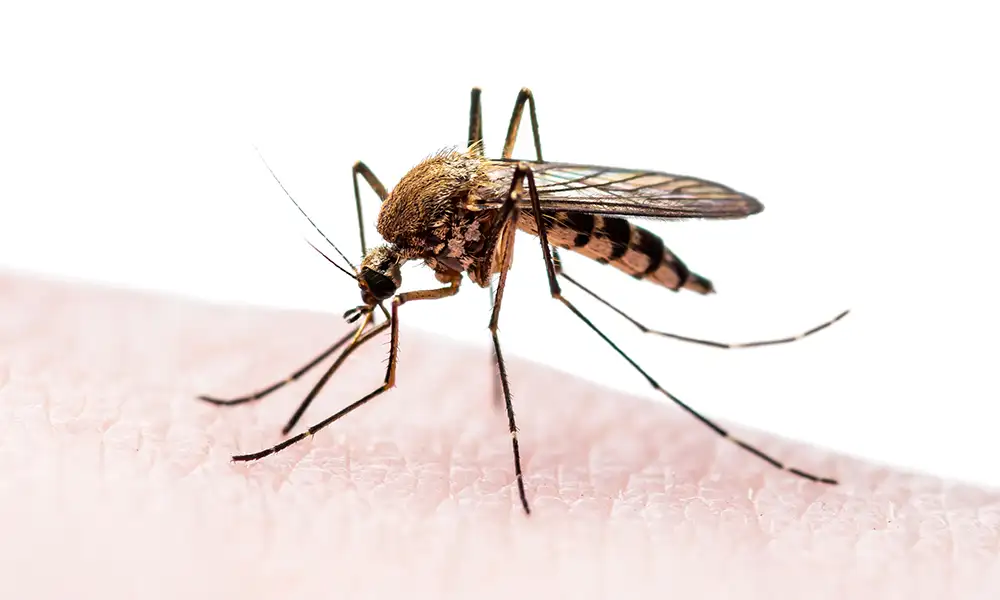 Dengue Fever : Symptoms, Prevention and Control